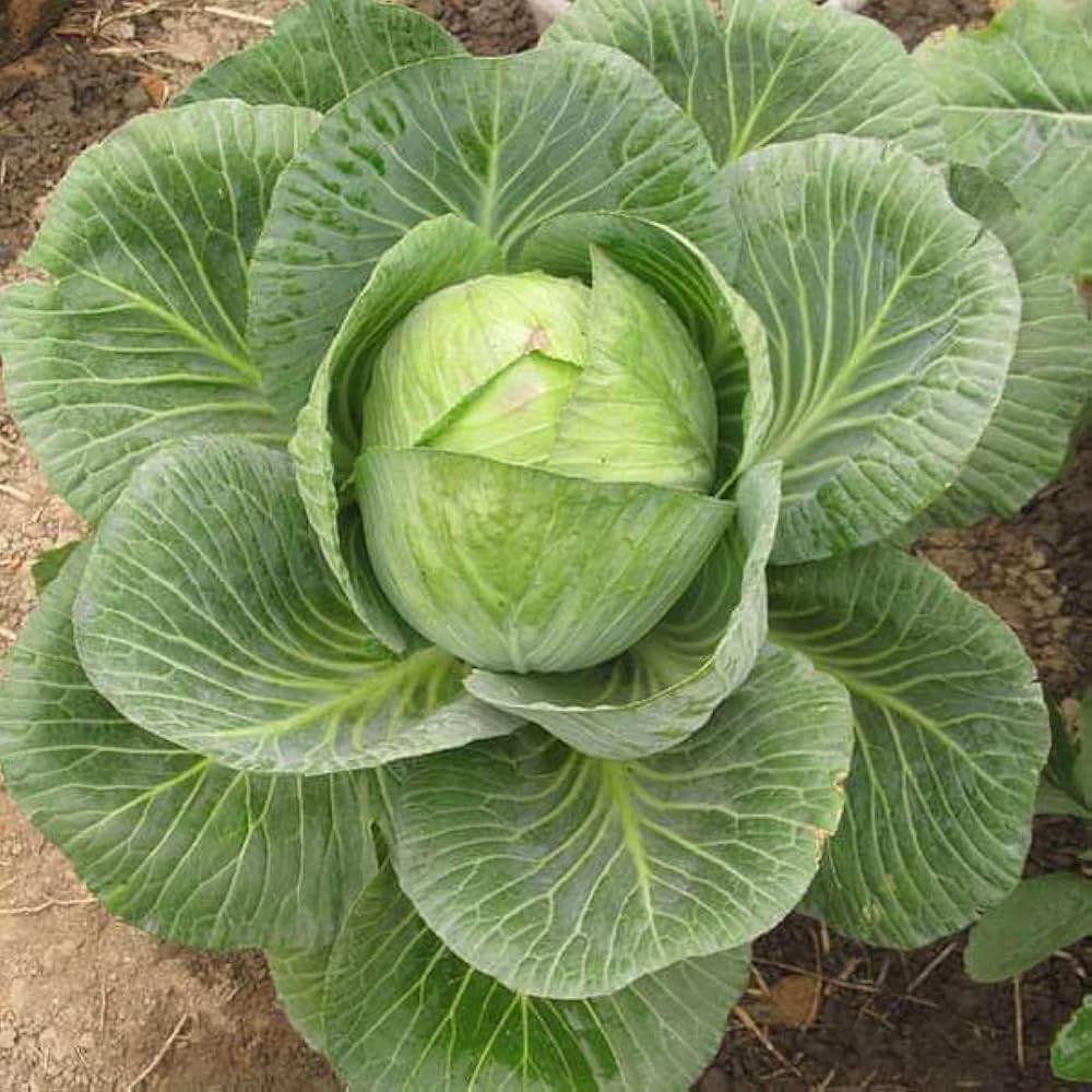 Brassica oleracea mix grown from seeds with assorted colorful leafy vegetables and ornamental value